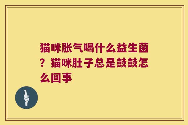 猫咪胀气喝什么益生菌？猫咪肚子总是鼓鼓怎么回事