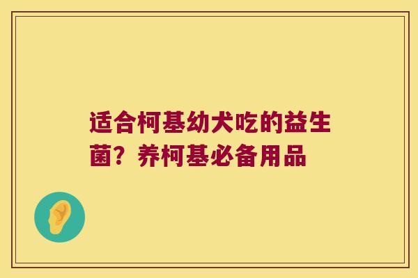 适合柯基幼犬吃的益生菌？养柯基必备用品