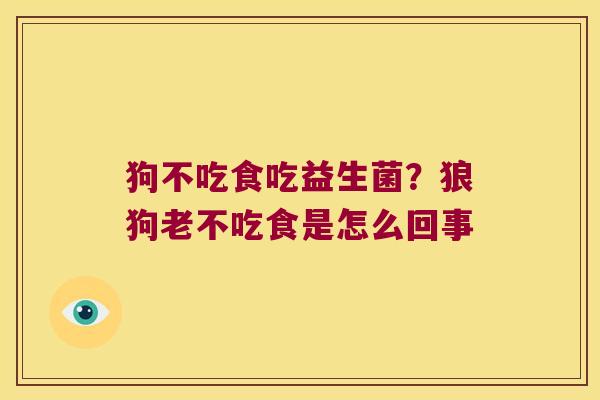 狗不吃食吃益生菌？狼狗老不吃食是怎么回事