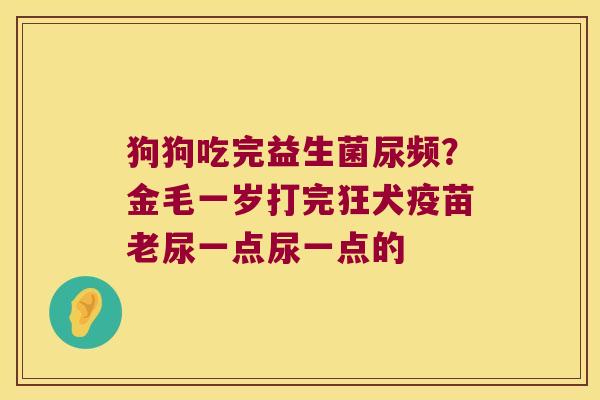 狗狗吃完益生菌尿频？金毛一岁打完狂犬疫苗老尿一点尿一点的