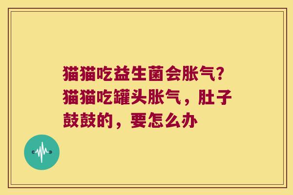 猫猫吃益生菌会？猫猫吃罐头，肚子鼓鼓的，要怎么办