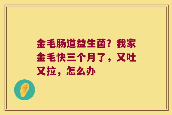 金毛肠道益生菌？我家金毛快三个月了，又吐又拉，怎么办