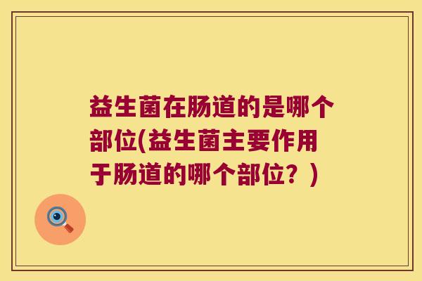 益生菌在肠道的是哪个部位(益生菌主要作用于肠道的哪个部位？)