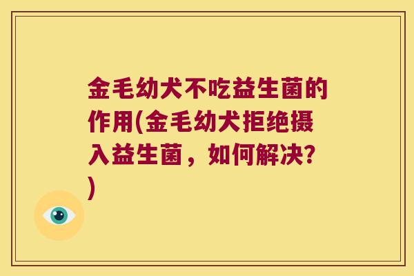 金毛幼犬不吃益生菌的作用(金毛幼犬拒绝摄入益生菌，如何解决？)