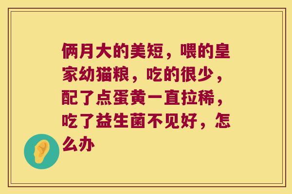 俩月大的美短，喂的皇家幼猫粮，吃的很少，配了点蛋黄一直拉稀，吃了益生菌不见好，怎么办