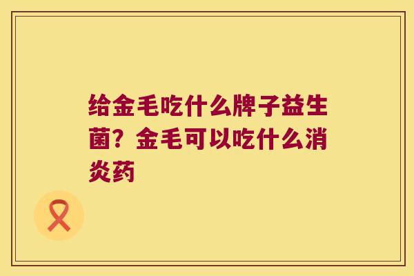 给金毛吃什么牌子益生菌？金毛可以吃什么消炎药