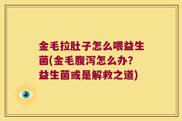 金毛拉肚子怎么喂益生菌(金毛腹泻怎么办？益生菌或是解救之道)