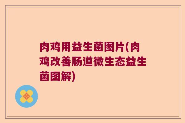 肉鸡用益生菌图片(肉鸡改善肠道微生态益生菌图解) 肉鸡用益生菌图片(肉鸡改善肠道微生态益生菌图解)