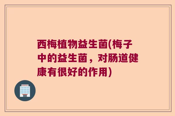 西梅植物益生菌(梅子中的益生菌，对肠道健康有很好的作用)