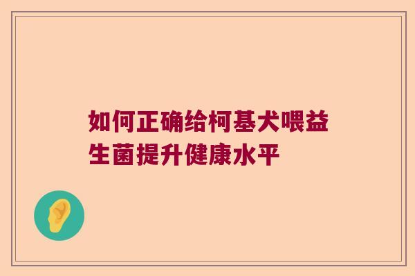 如何正确给柯基犬喂益生菌提升健康水平